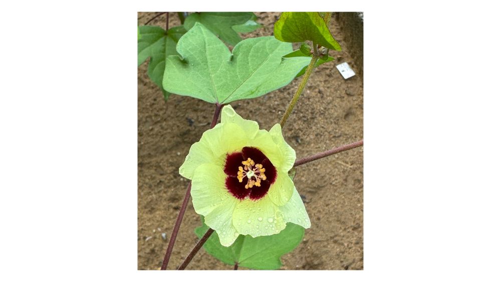 わた花