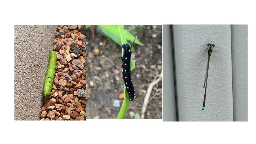夏の庭で出会った巨大な緑色の芋虫、セスジスズメの幼虫、イトトンボの観察写真