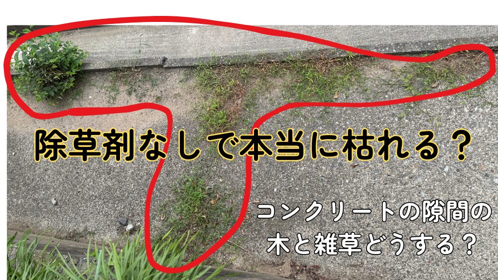 コンクリートの隙間から生えた雑草と小さな木が映る写真。退治前の状態。