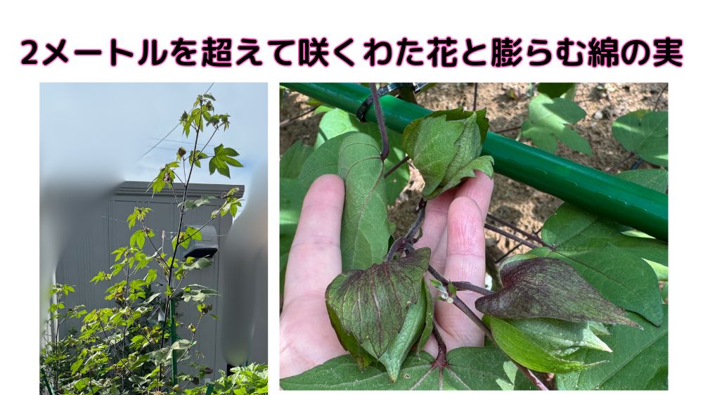 大きく育ったわた花に、ふくらんだ綿の実が顔を出し始めました。