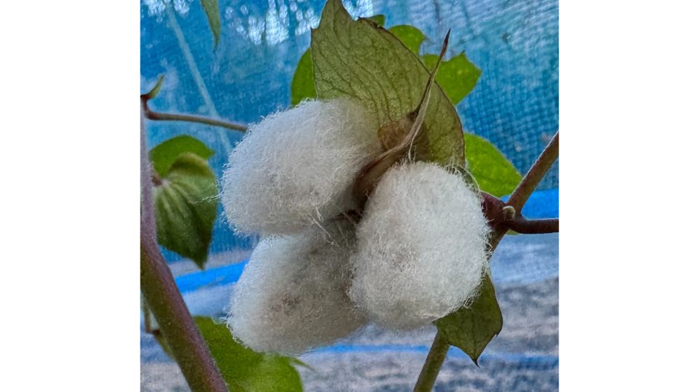 コットンフラワー（わた花）の白い綿がはじけた実