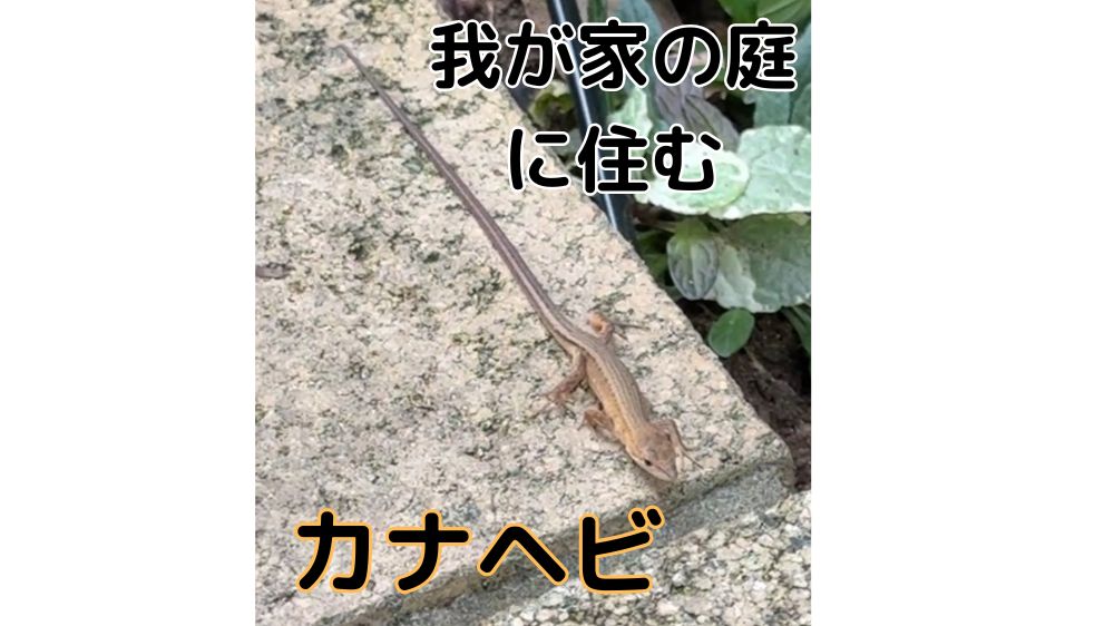 庭に住むかなへび