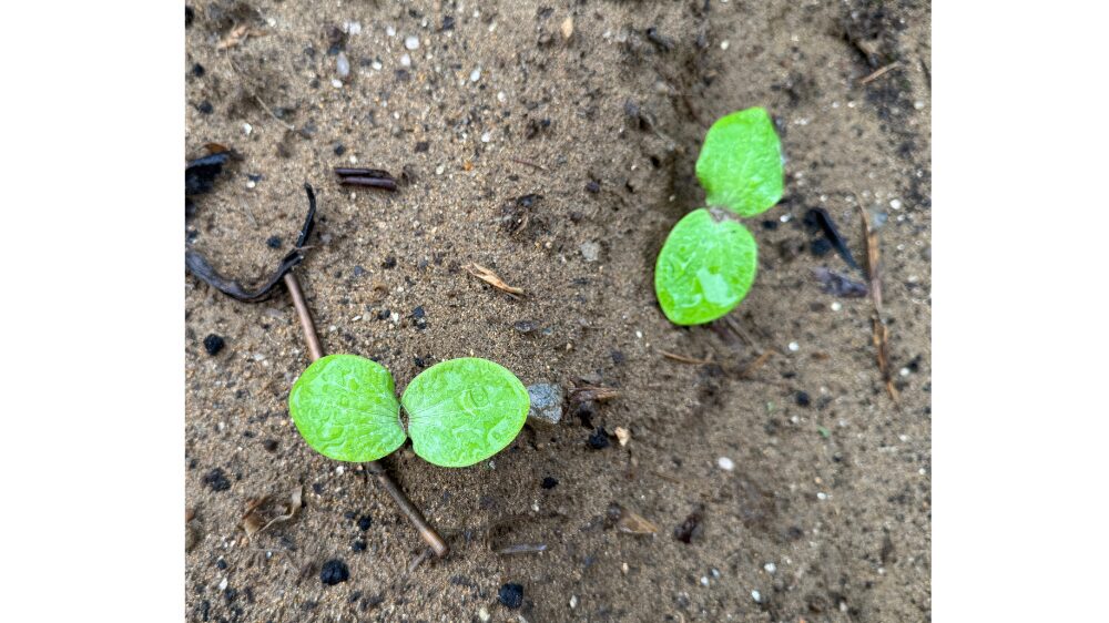 リンクル堆肥で土作りしたらカボチャの種が発芽した様子
