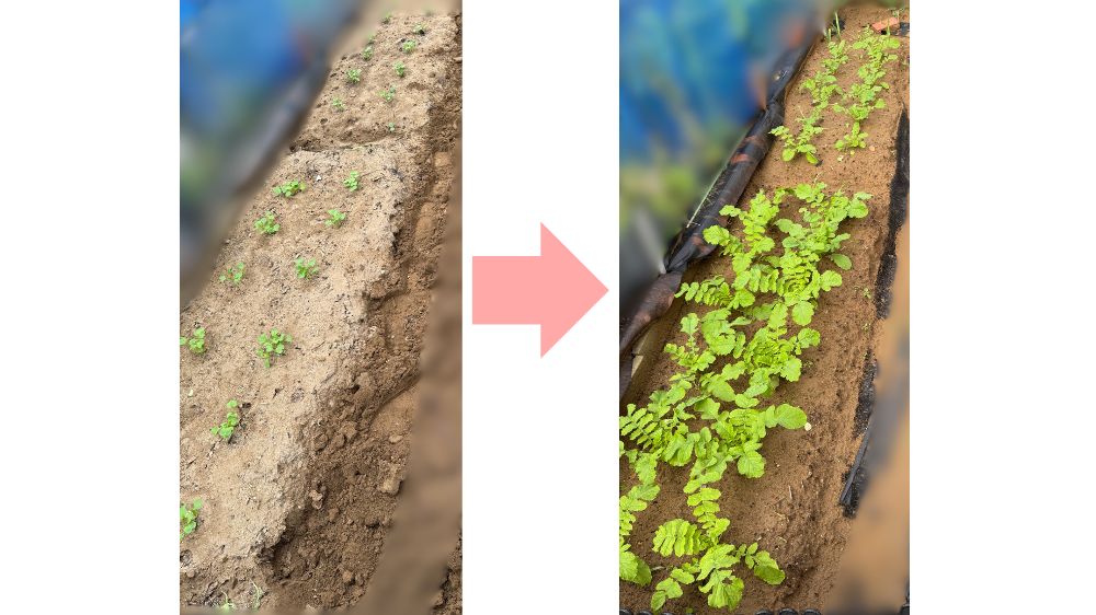 リンクルプライムの堆肥あり・なしで育てた大根の成長比較