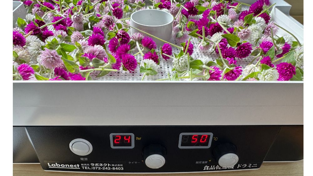 ドラミニで千日紅をドライフラワーに