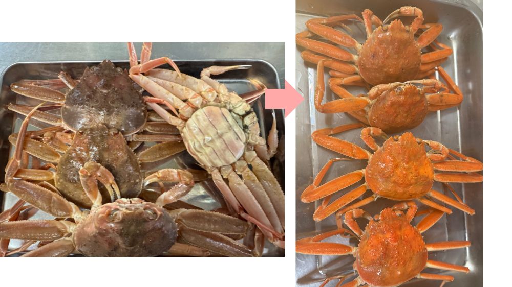 茹でる前の香箱ガニ4匹と茹で上がった香箱ガニの写真