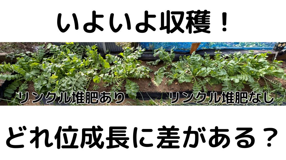 リンクル堆肥あり・なしで育てた打木源助大根を1月1日に収穫して比較した様子