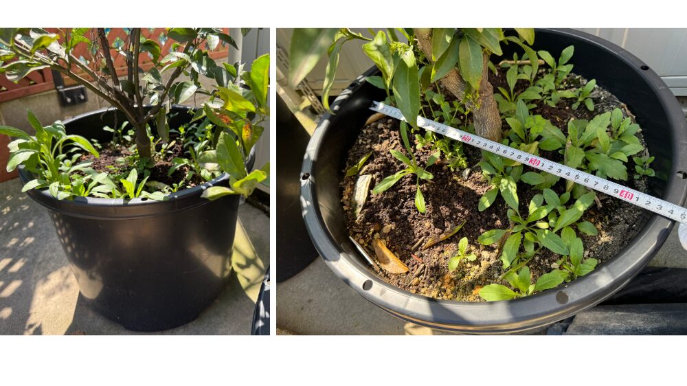 みかんの鉢に雑草が生えている設置前の写真