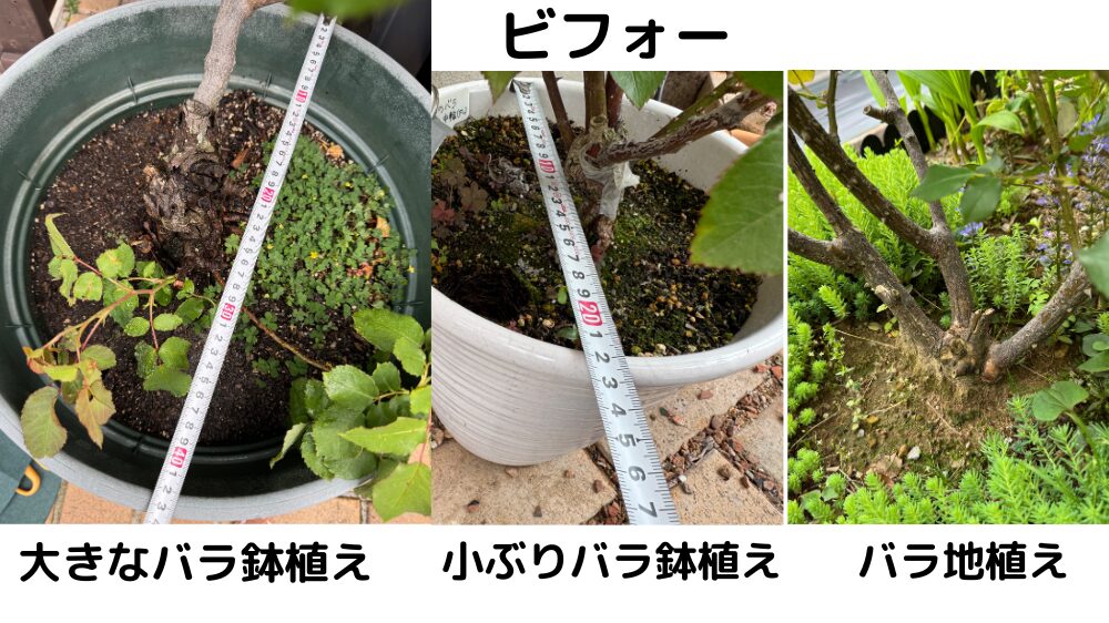バラ鉢とバラ地植えの設置前・土が露出している様子