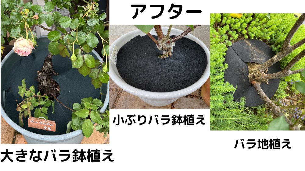 バラの鉢、株元に防草シートを設置して黒点病予防