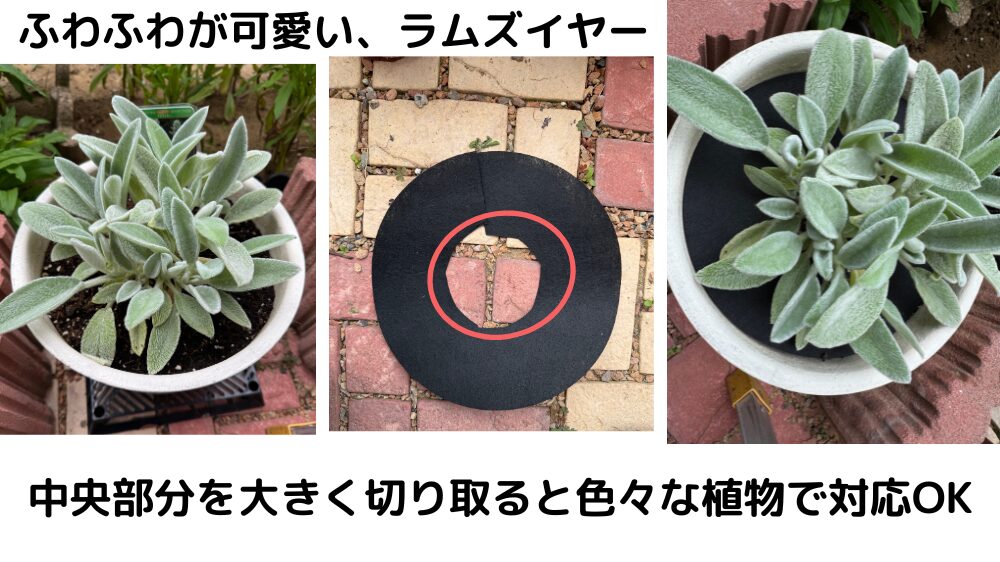 ラムズイヤーの株元に防草シートを設置した様子