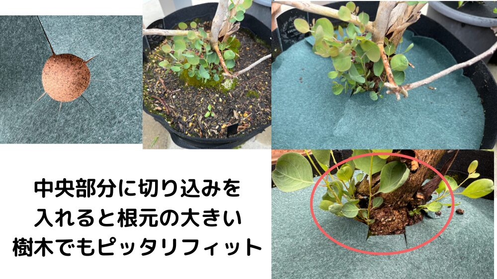 ユーカリポポラスに放射状カットで防草シートを設置