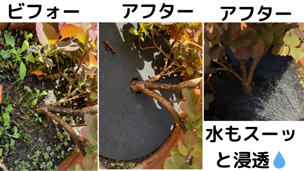 スモークツリーの株元に設置した様子、水が浸透している様子