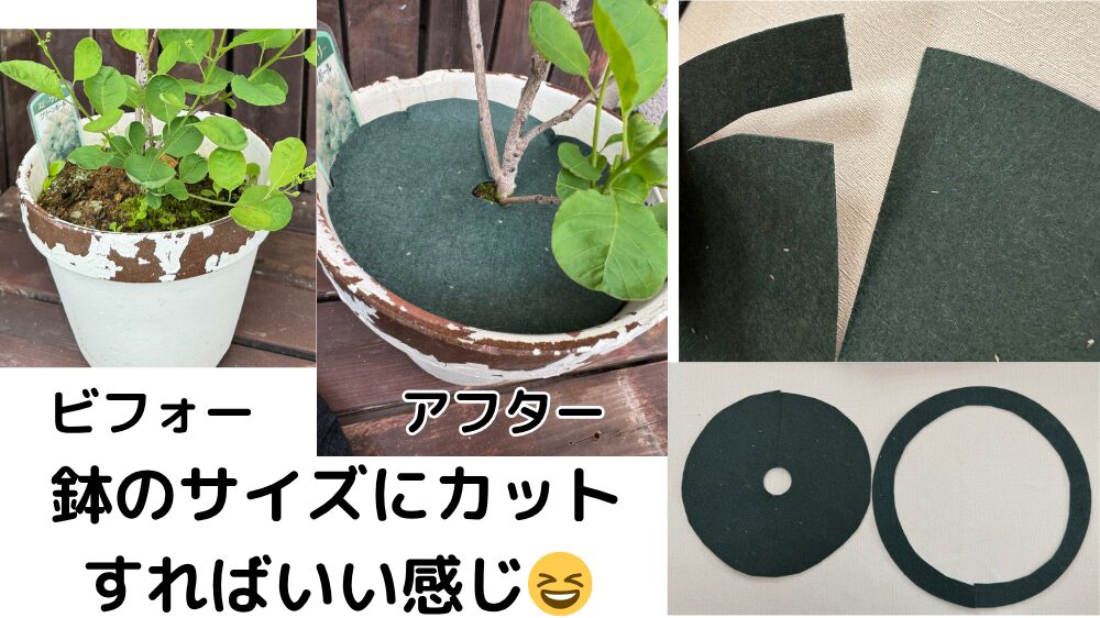 スモークツリーの鉢のサイズにカットして設置した様子
