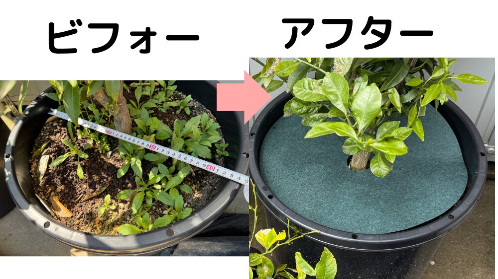 みかんの鉢に防草シートを設置したビフォーアフター比較