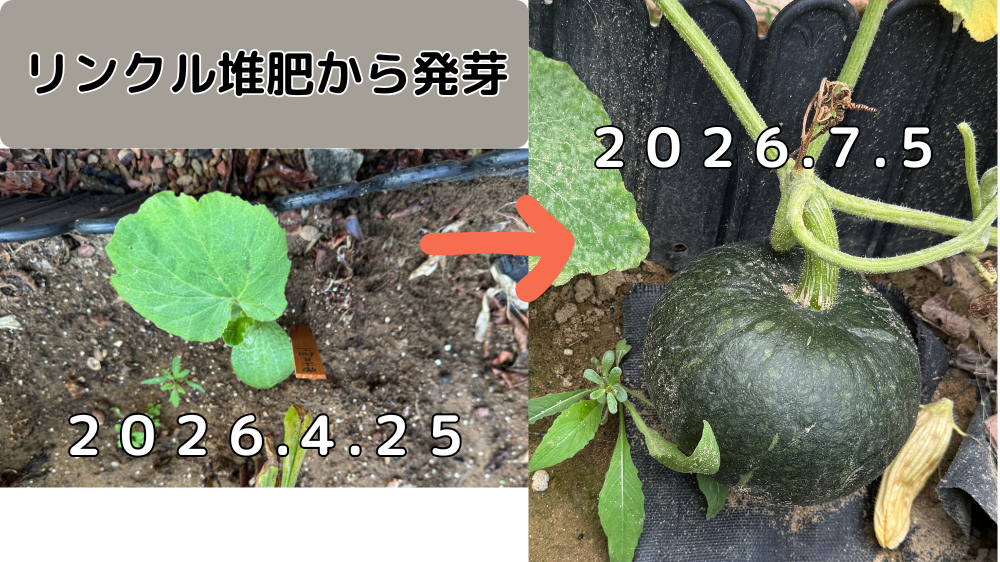 リンクル堆肥から発芽したカボチャの苗(2026年4月25日)と、育って実ったカボチャ(2026年7月5日)の比較写真