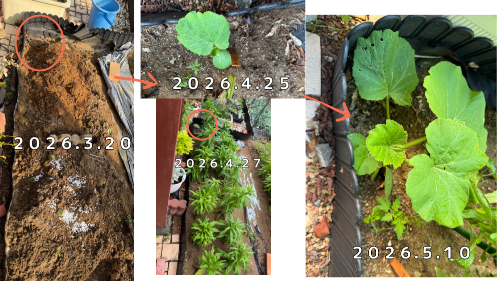 リンクル堆肥混ぜ込みから約１ヶ月後にカボチャの発芽を確認、順調に育つ様子