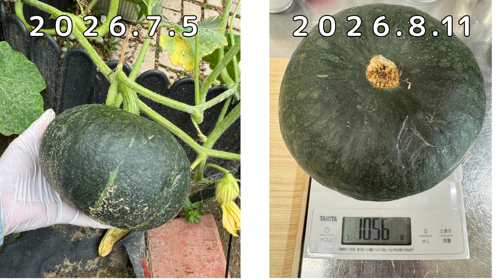 ２０２６年７月５日手のひらより大きく育ったカボチャ。８月１１日、収穫からしばらく経ったカボチャの重さを測っている様子、重さ１０５６g。