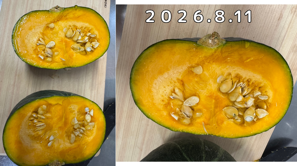 リンクル堆肥から発芽したカボチャを半分に切ってみた様子。種とワタ、実が黄色の立派なカボチャ断面である様子。